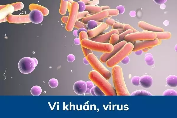Vi-khuan-virus-la-nguyen-nhan-gay-viem-amidan-1-ben-dien-hinh